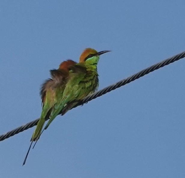 Asian Green Bee-eater - ML646962061
