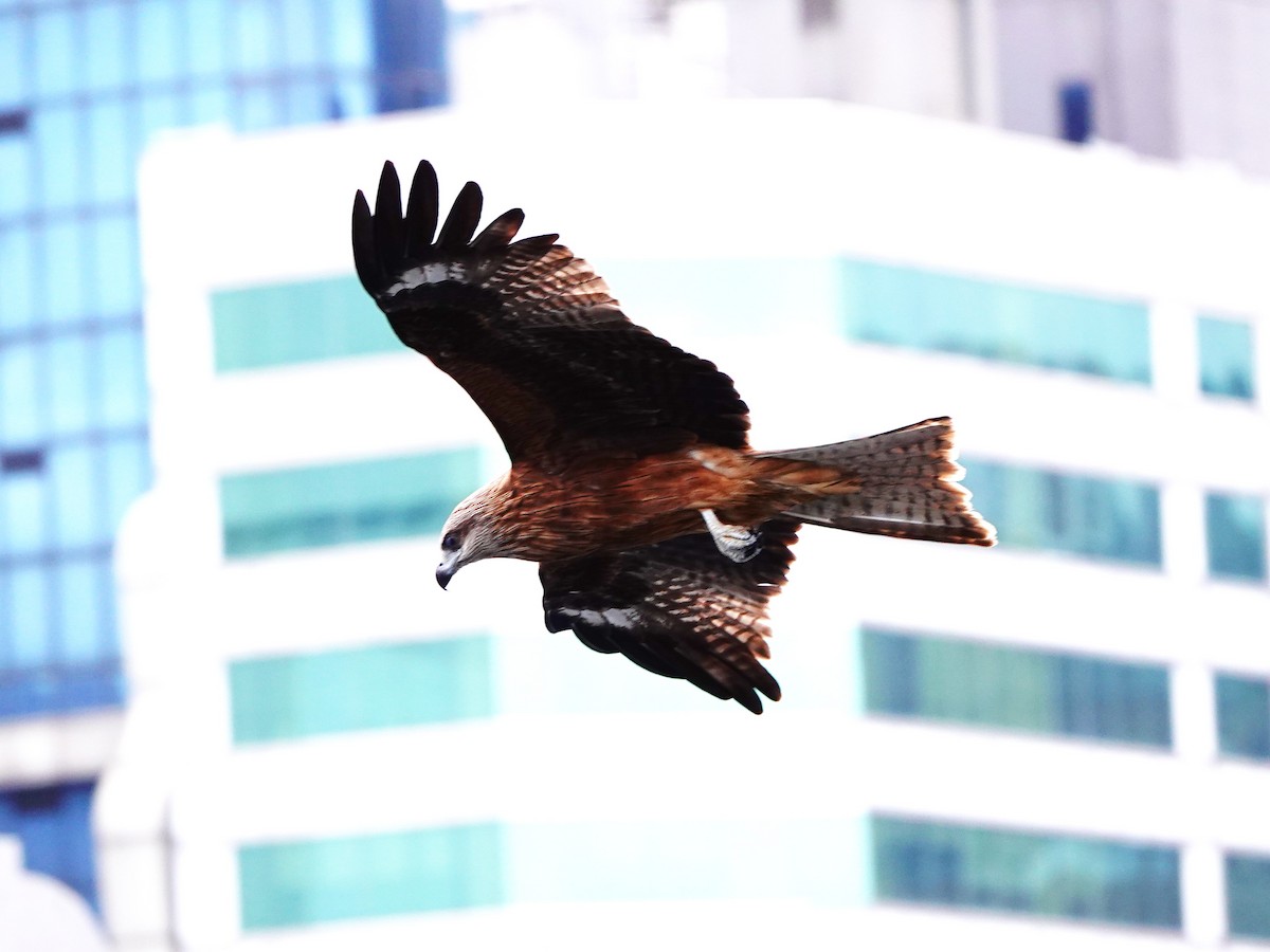 黑鳶 - ML646962064