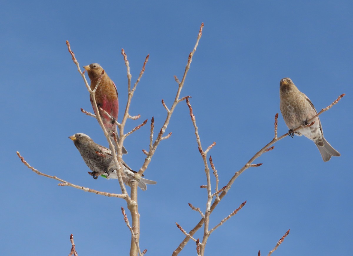 Gray-crowned Rosy-Finch (Gray-crowned) - ML646962066