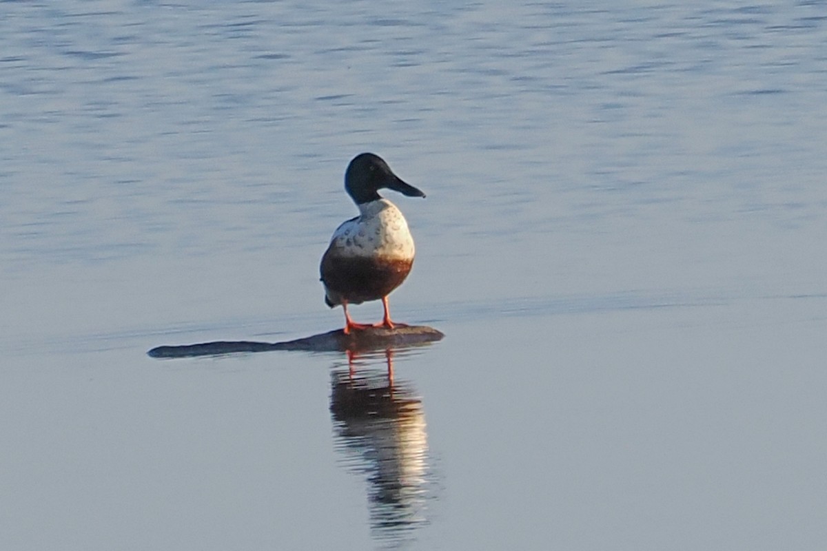 琵嘴鴨 - ML646962067