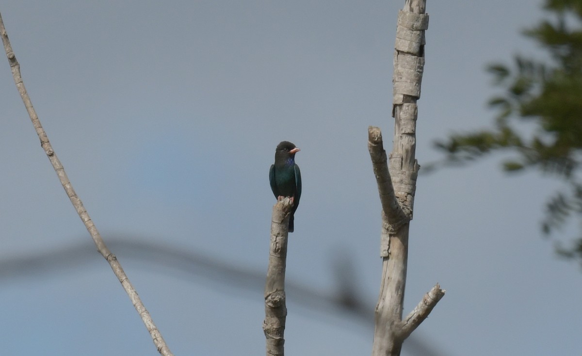 佛法僧 - ML646962068