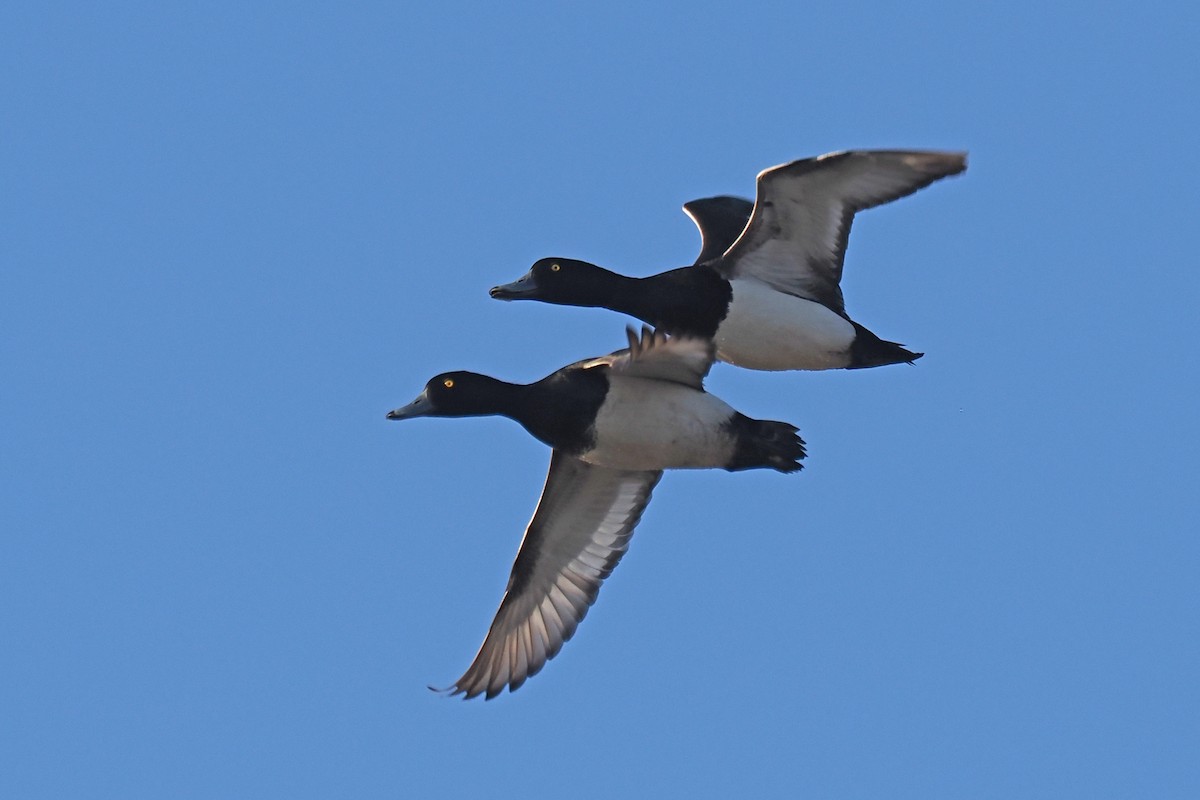 鳳頭潛鴨 - ML646962069