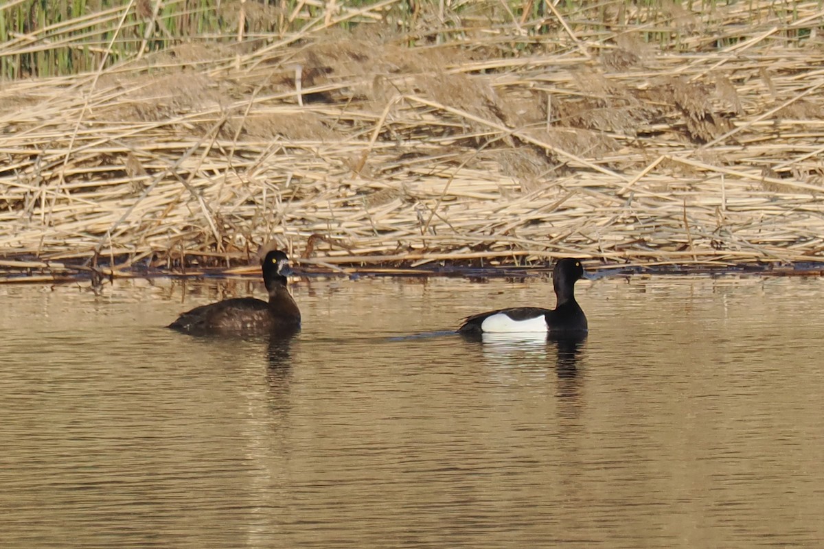鳳頭潛鴨 - ML646962070