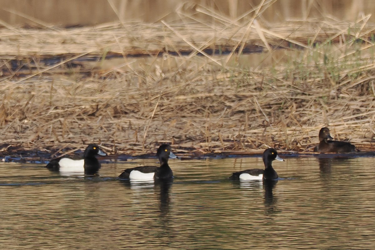 鳳頭潛鴨 - ML646962071
