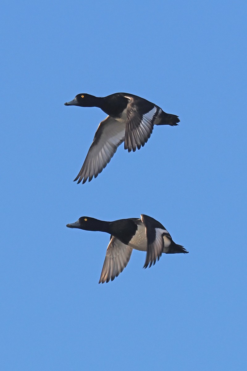 鳳頭潛鴨 - ML646962072