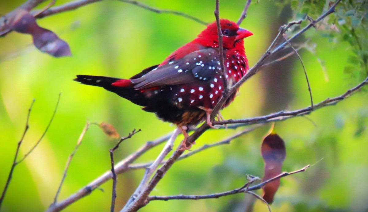 Red Avadavat - ML646962077