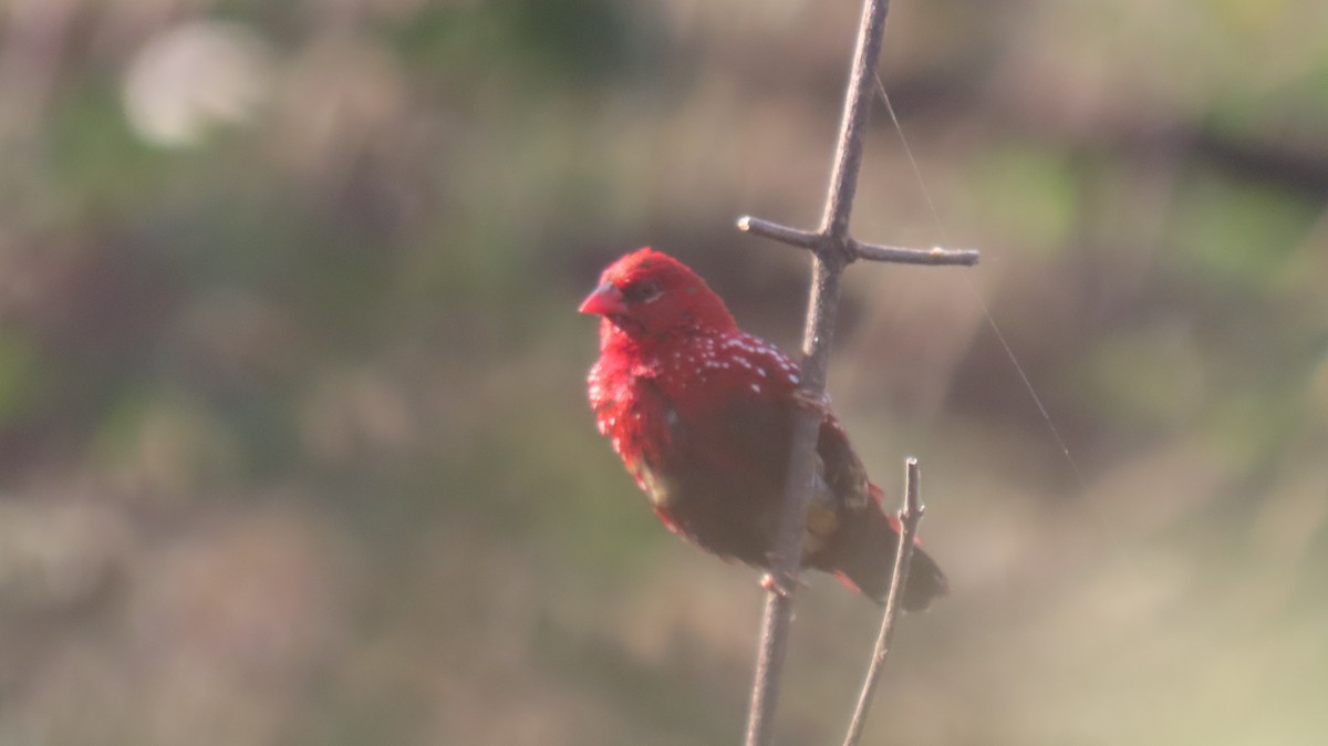 Red Avadavat - ML646962078