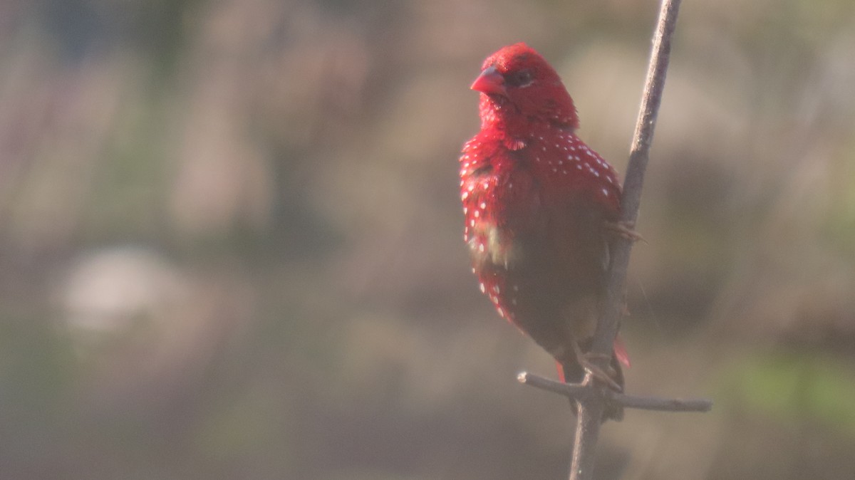 Red Avadavat - ML646962079