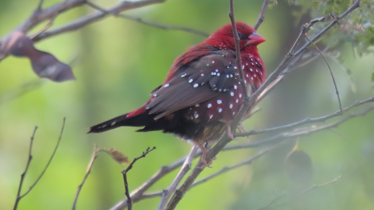 Red Avadavat - ML646962080