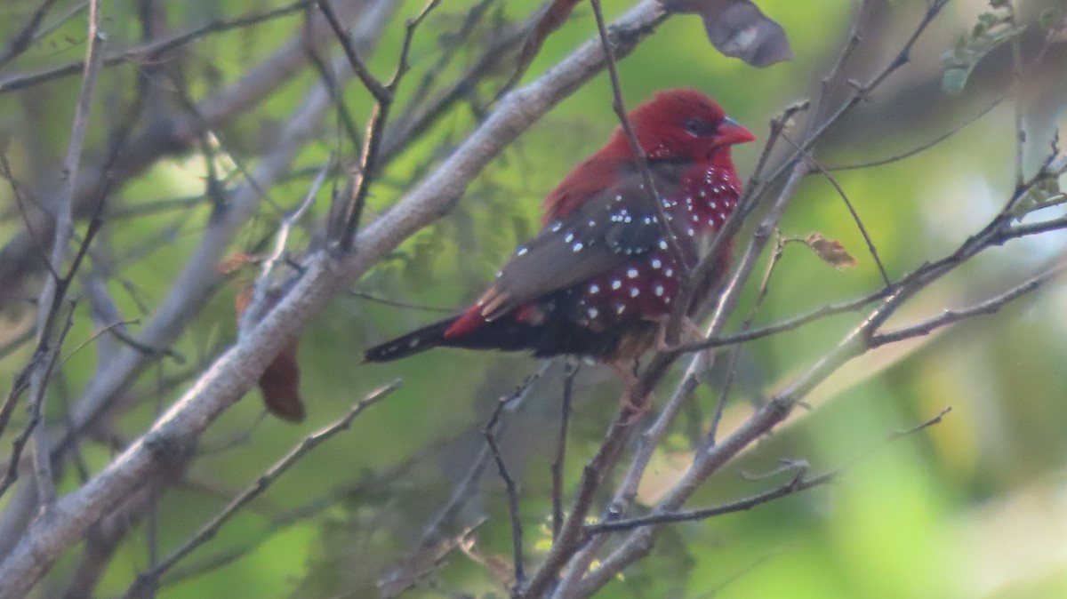 Red Avadavat - ML646962081