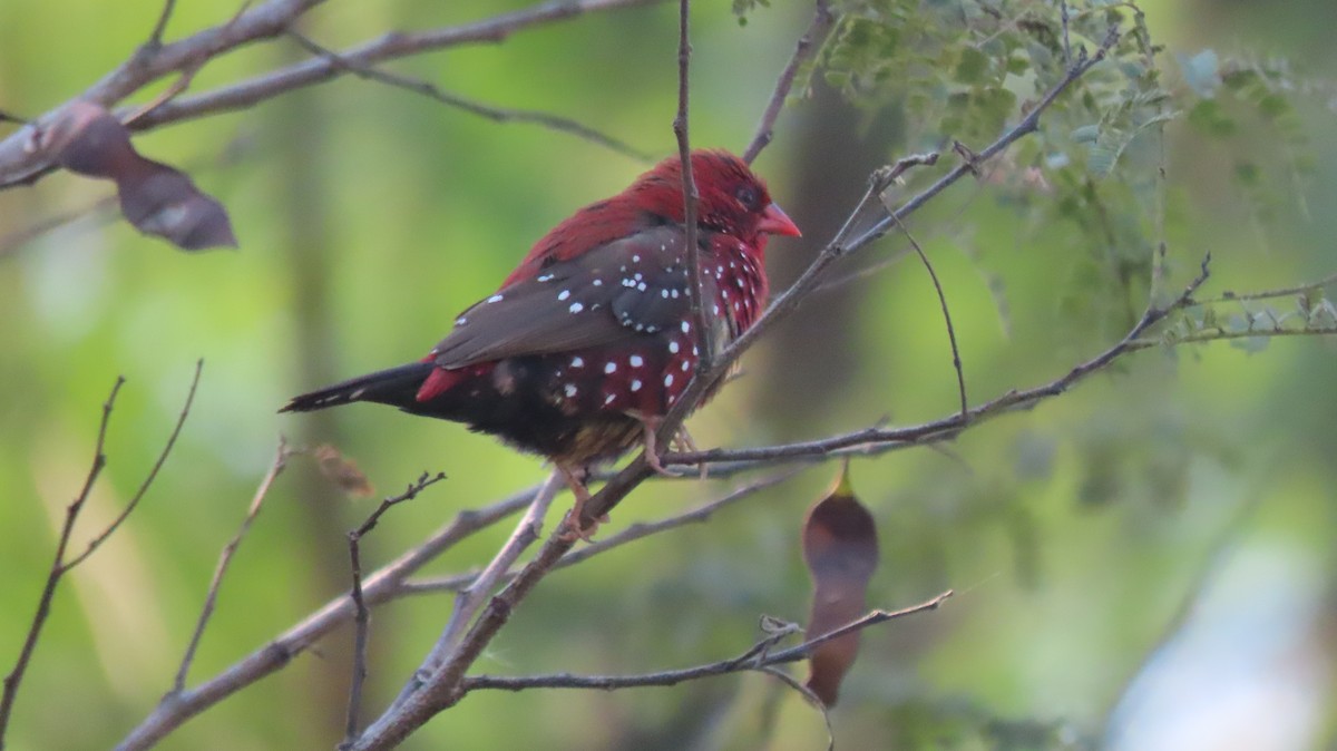 Red Avadavat - ML646962082