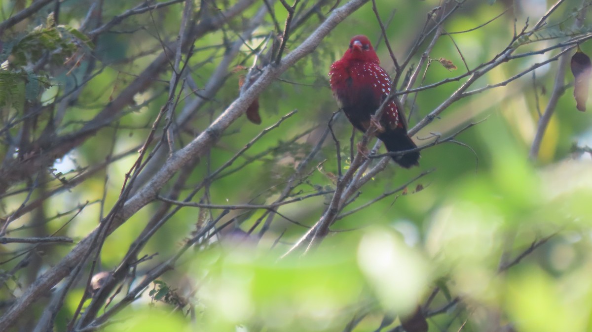 Red Avadavat - ML646962083