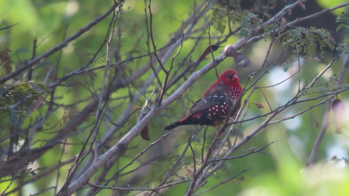 Red Avadavat - ML646962084