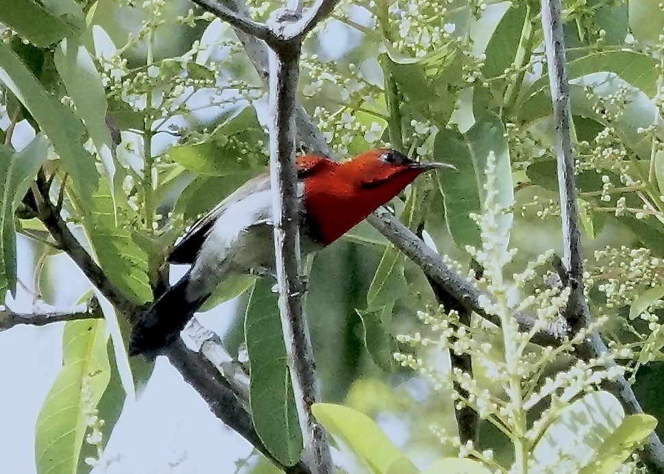 Crimson Sunbird - ML646962086