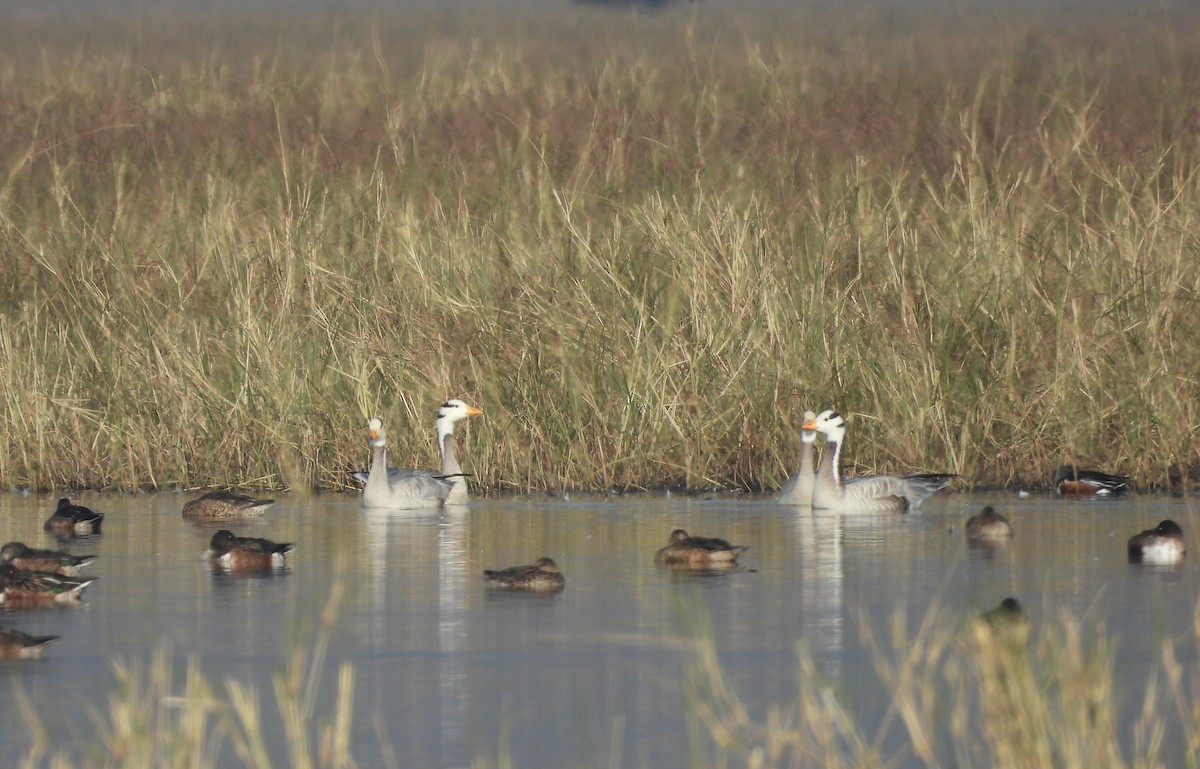 インドガン - ML646962089