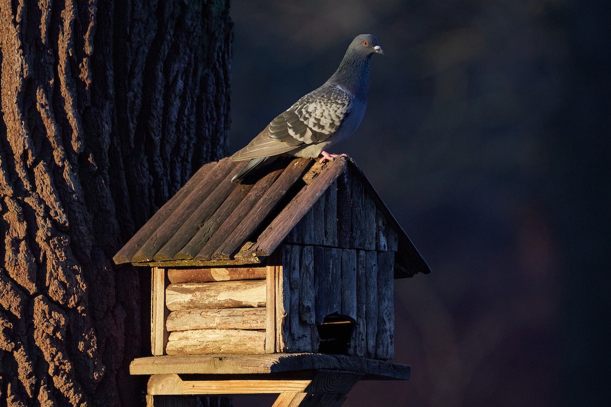 Rock Pigeon - ML646962091