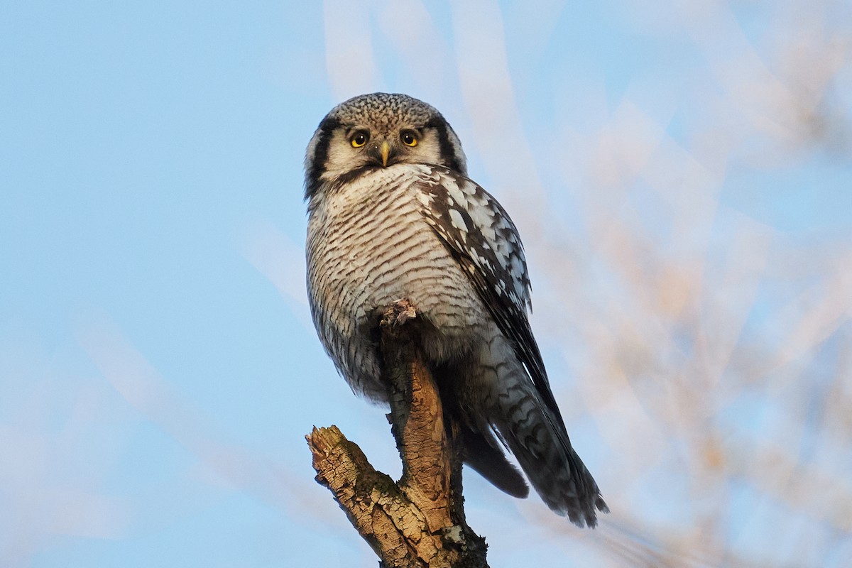 Northern Hawk Owl - ML646962094