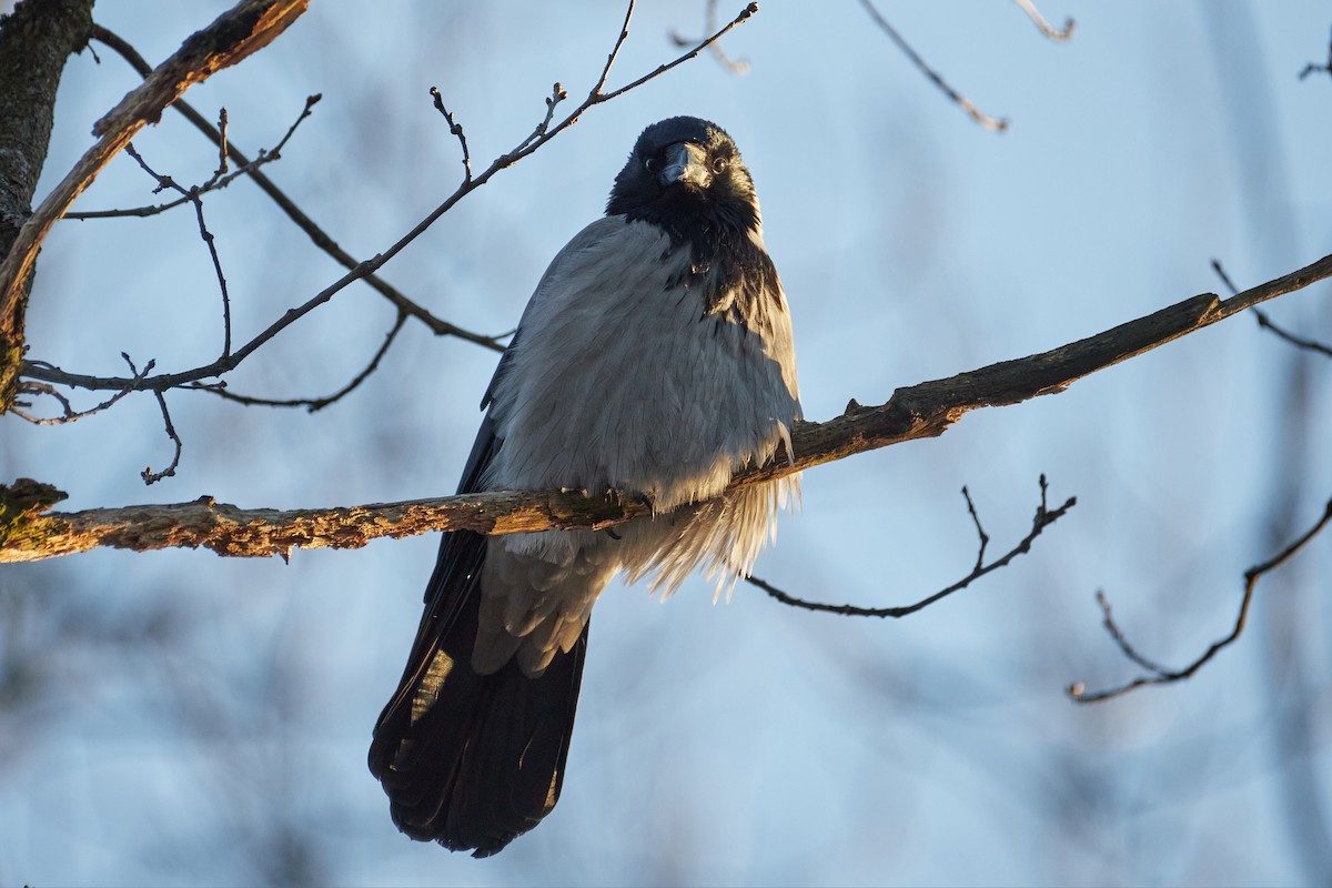 Hooded Crow - ML646962104