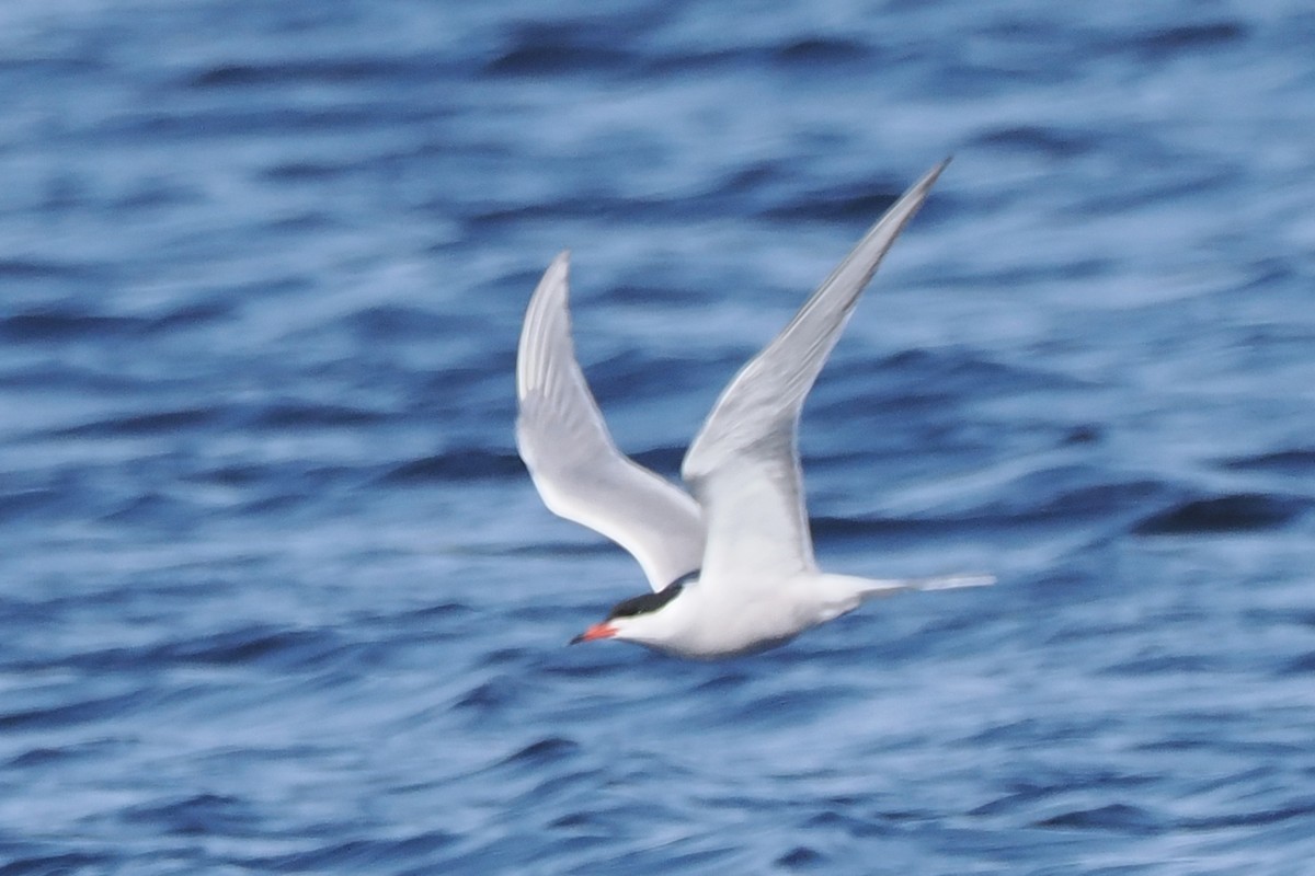Common Tern - ML646962105