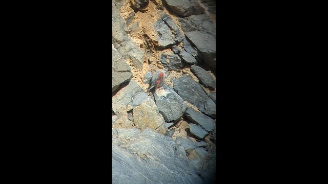 Wallcreeper - ML646962106