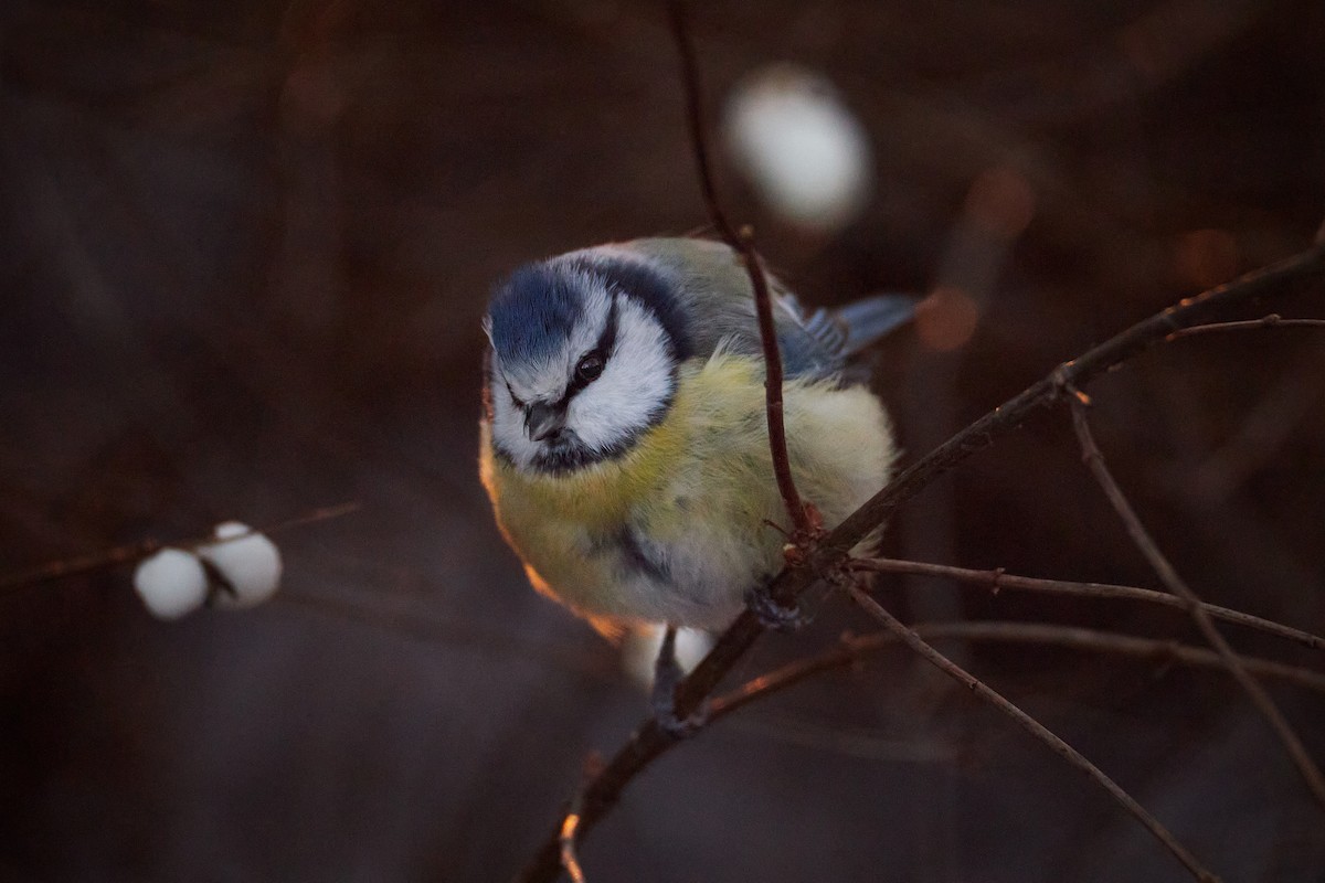 Eurasian Blue Tit - ML646962107