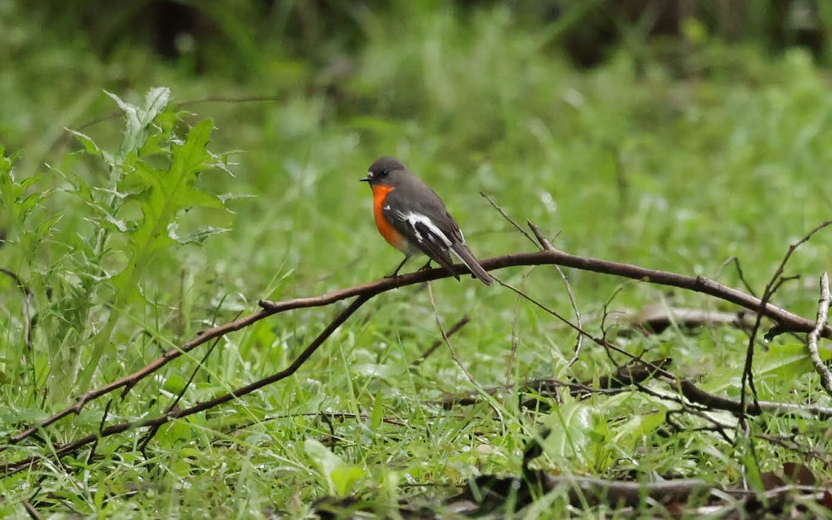 Flame Robin - ML646962108