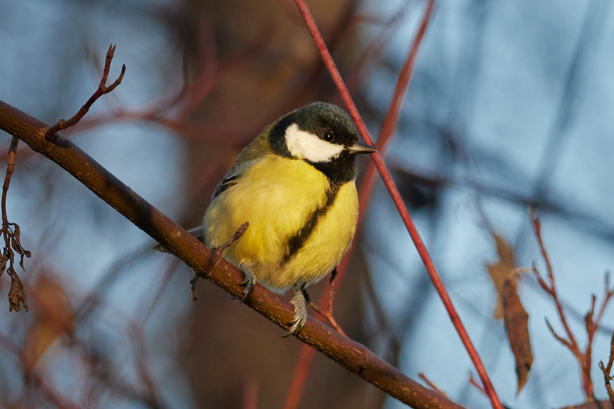 Great Tit - ML646962109