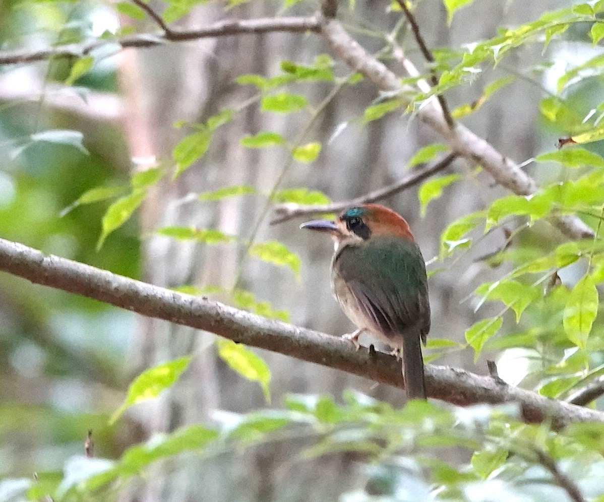 Tody Motmot - ML646962112