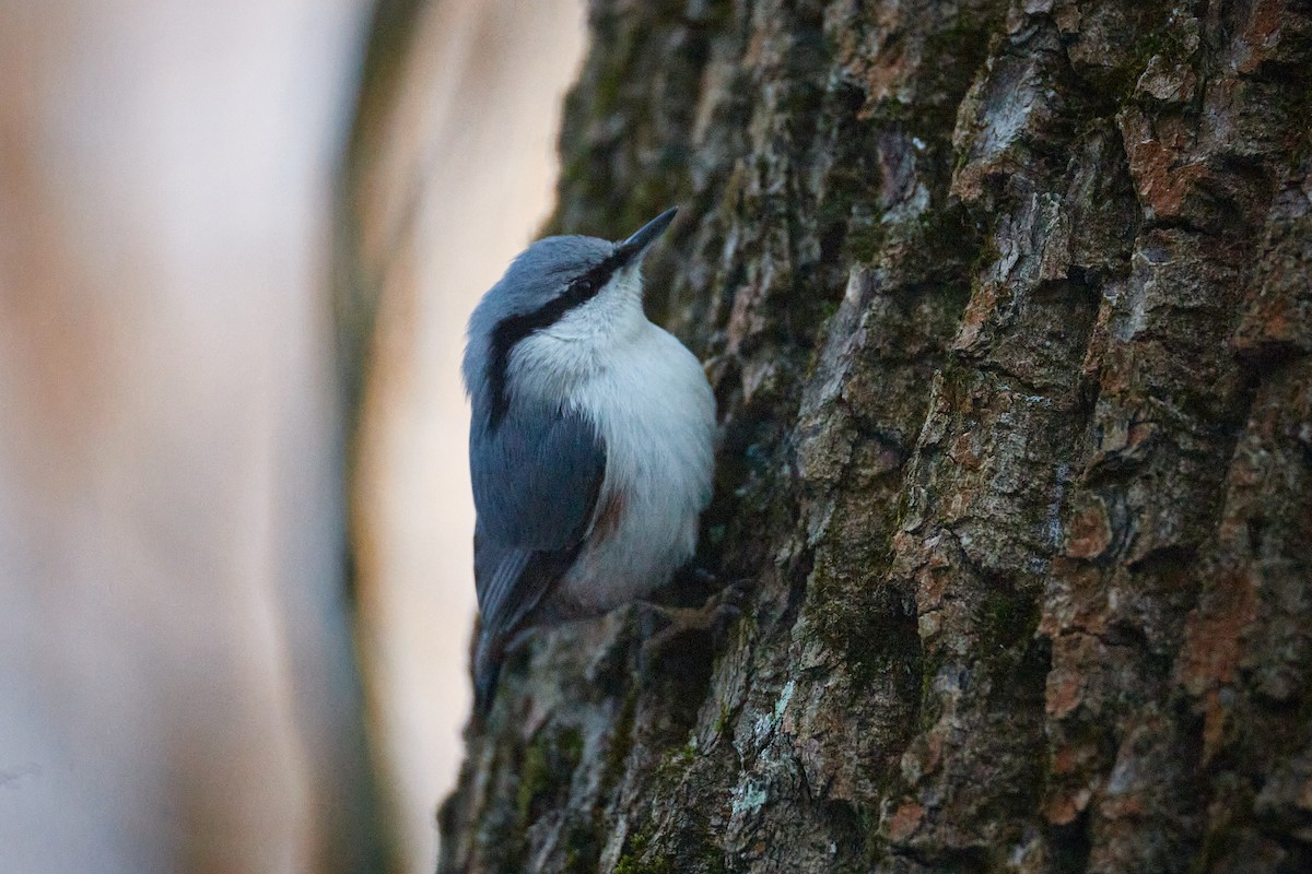 Garrapo eurasiarra - ML646962113