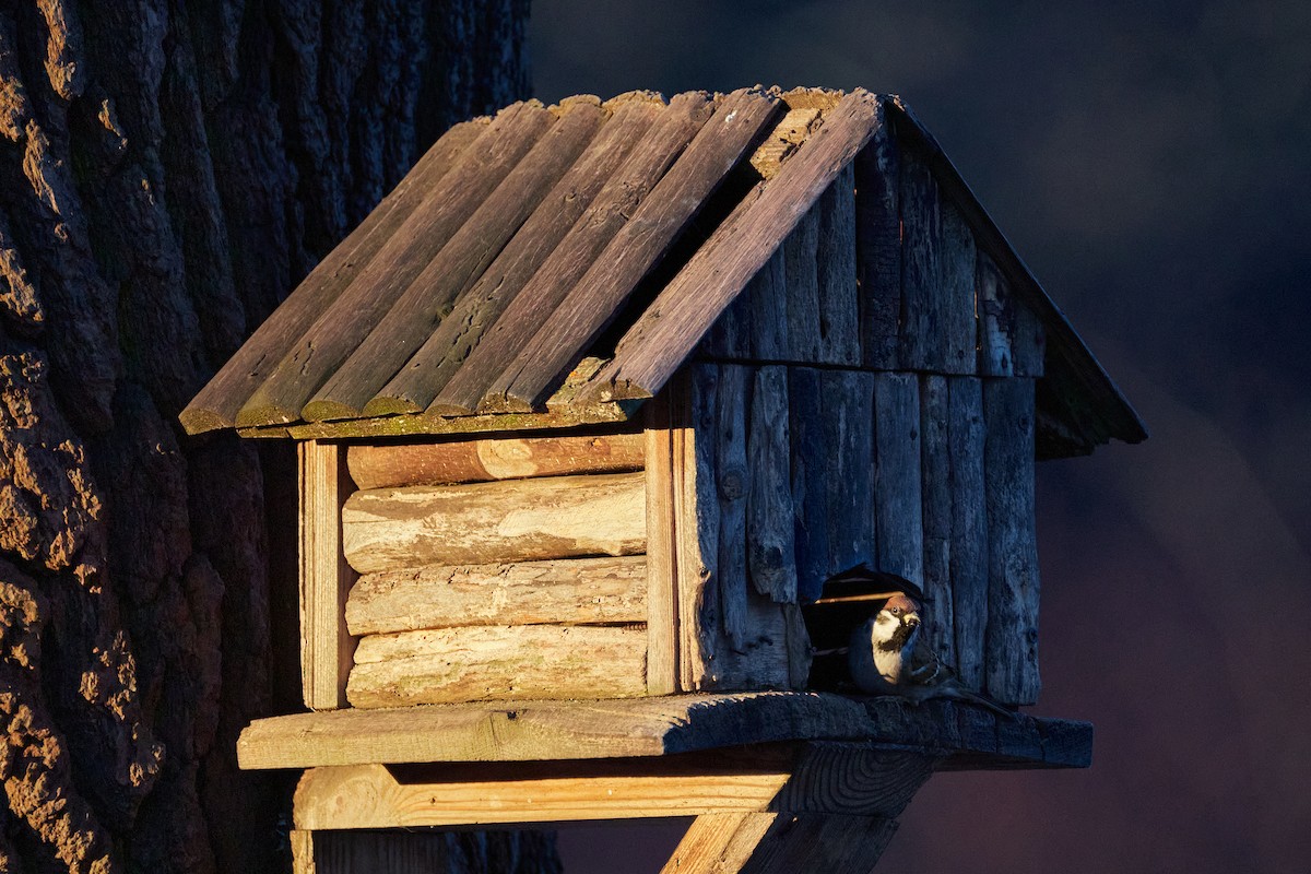 Eurasian Tree Sparrow - ML646962115