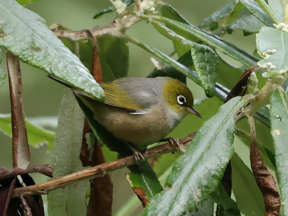 Silvereye - ML646962119