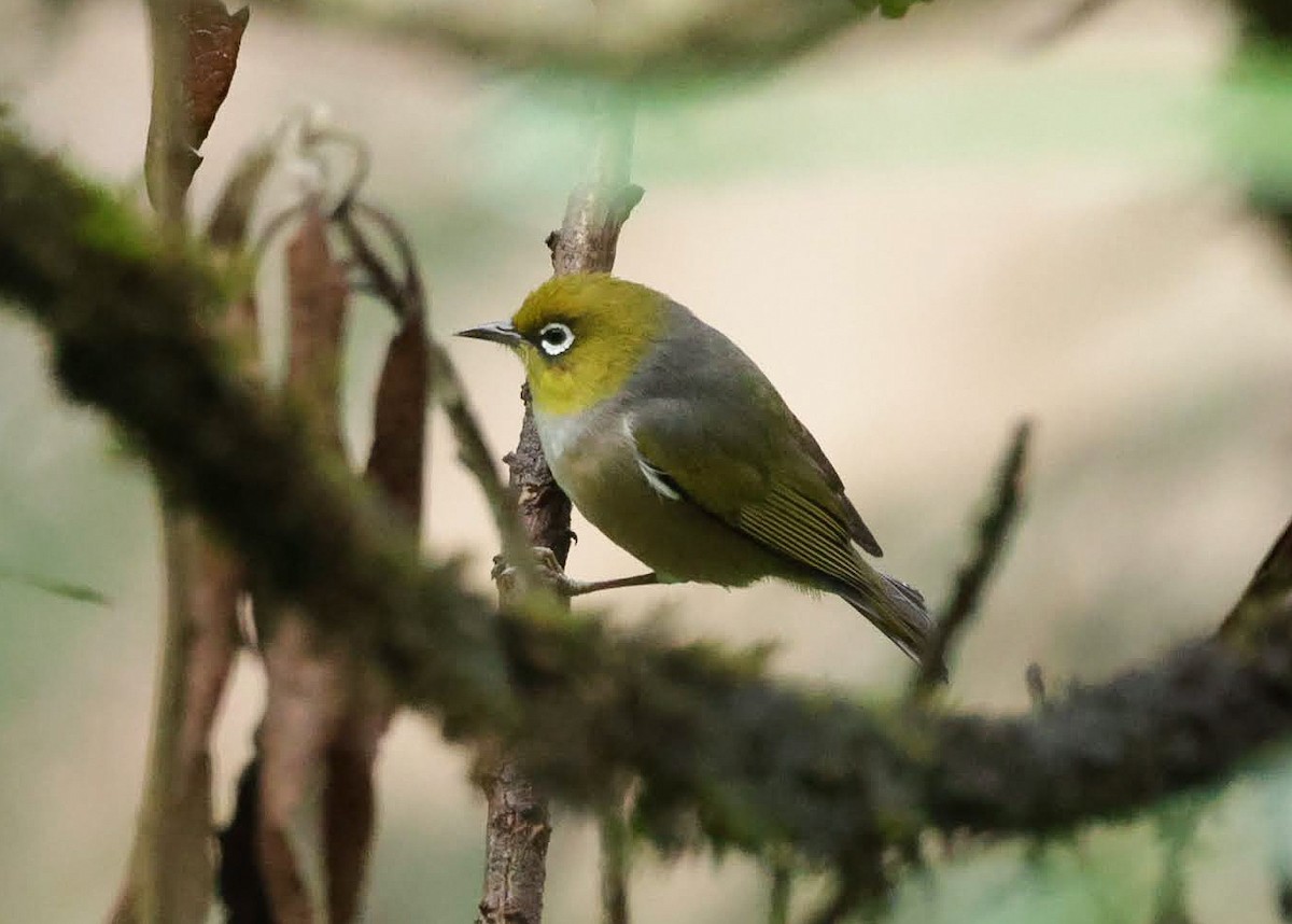 Silvereye - ML646962120