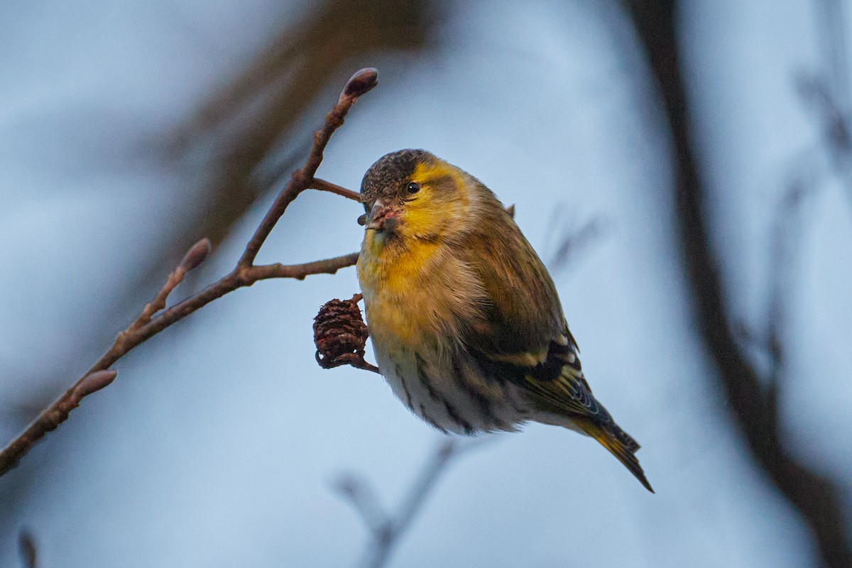 Eurasian Siskin - ML646962122