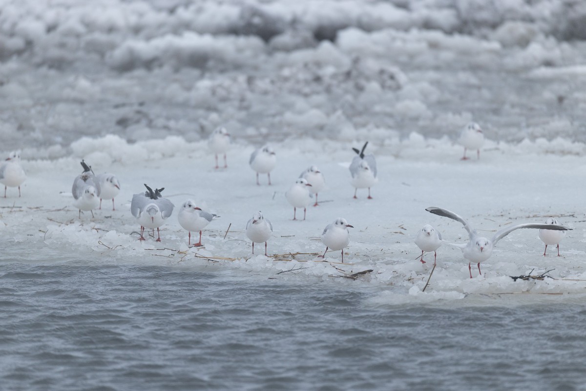 Мартин звичайний - ML646962126