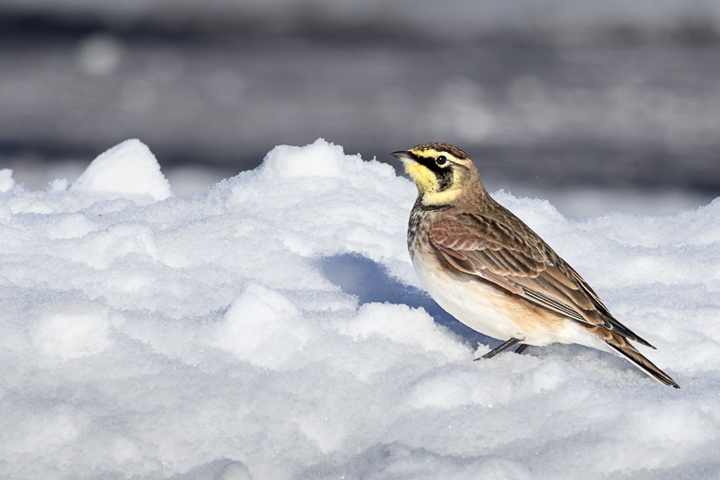 Alouette hausse-col - ML646962133