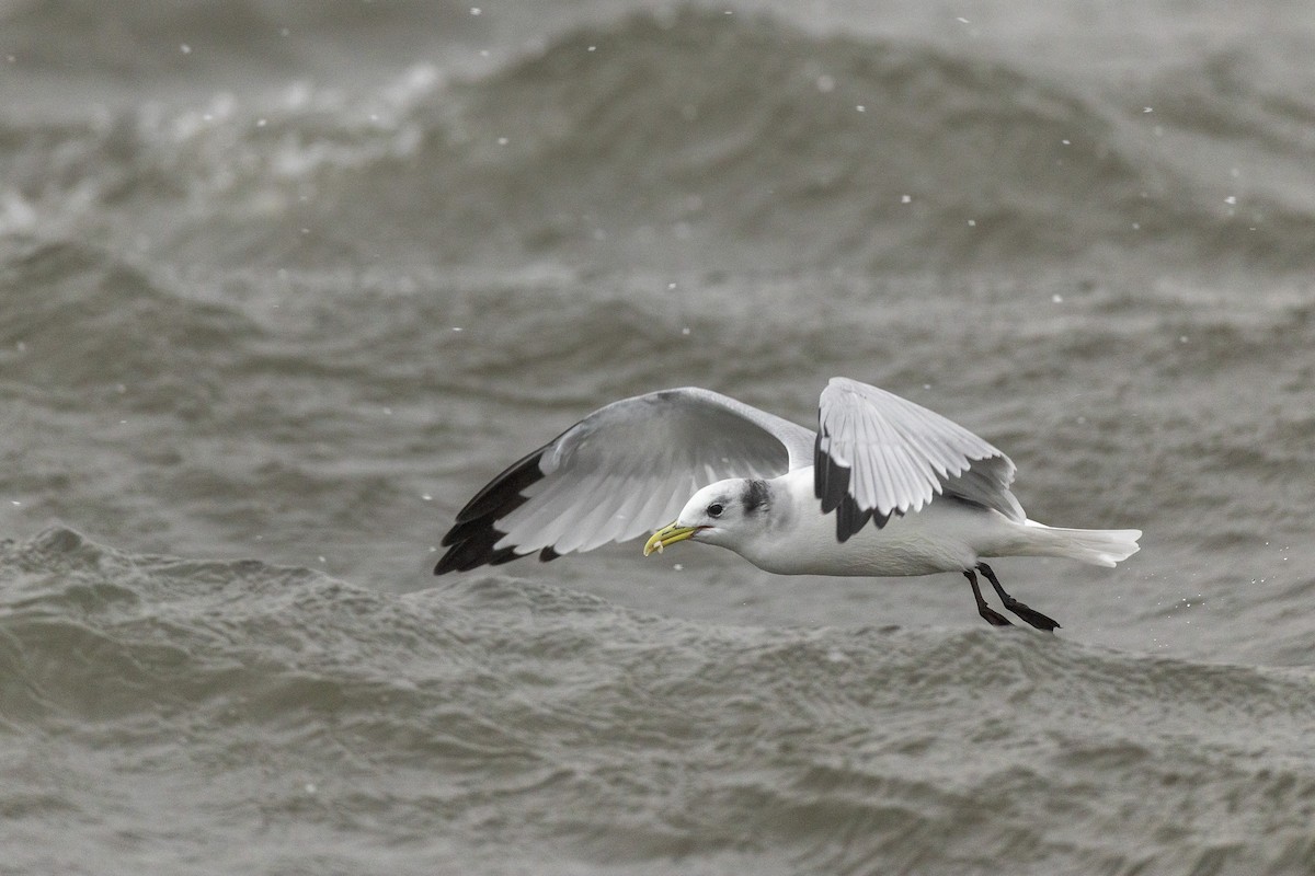 Мартин трипалий (підвид pollicaris) - ML646962138