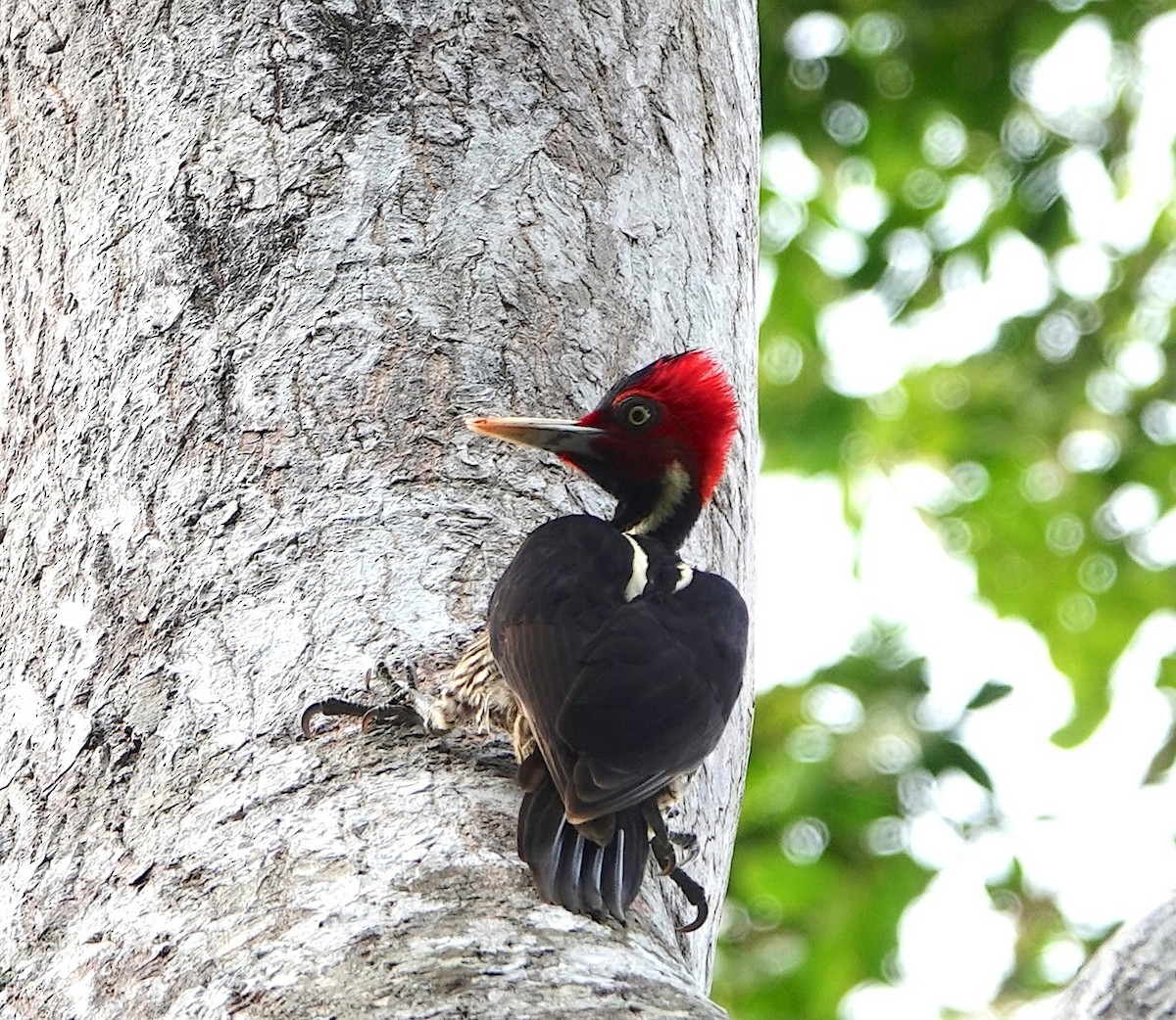 Pale-billed Woodpecker - ML646962142