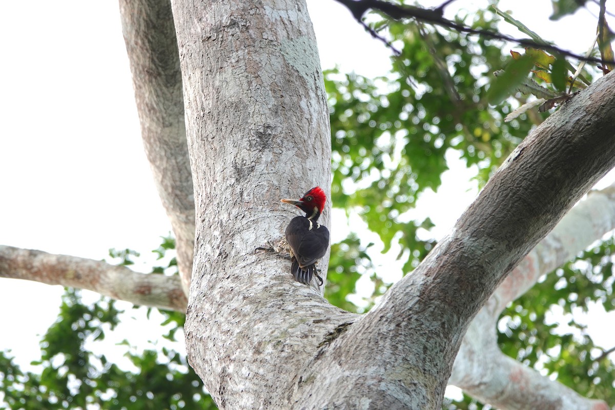 Pale-billed Woodpecker - ML646962143