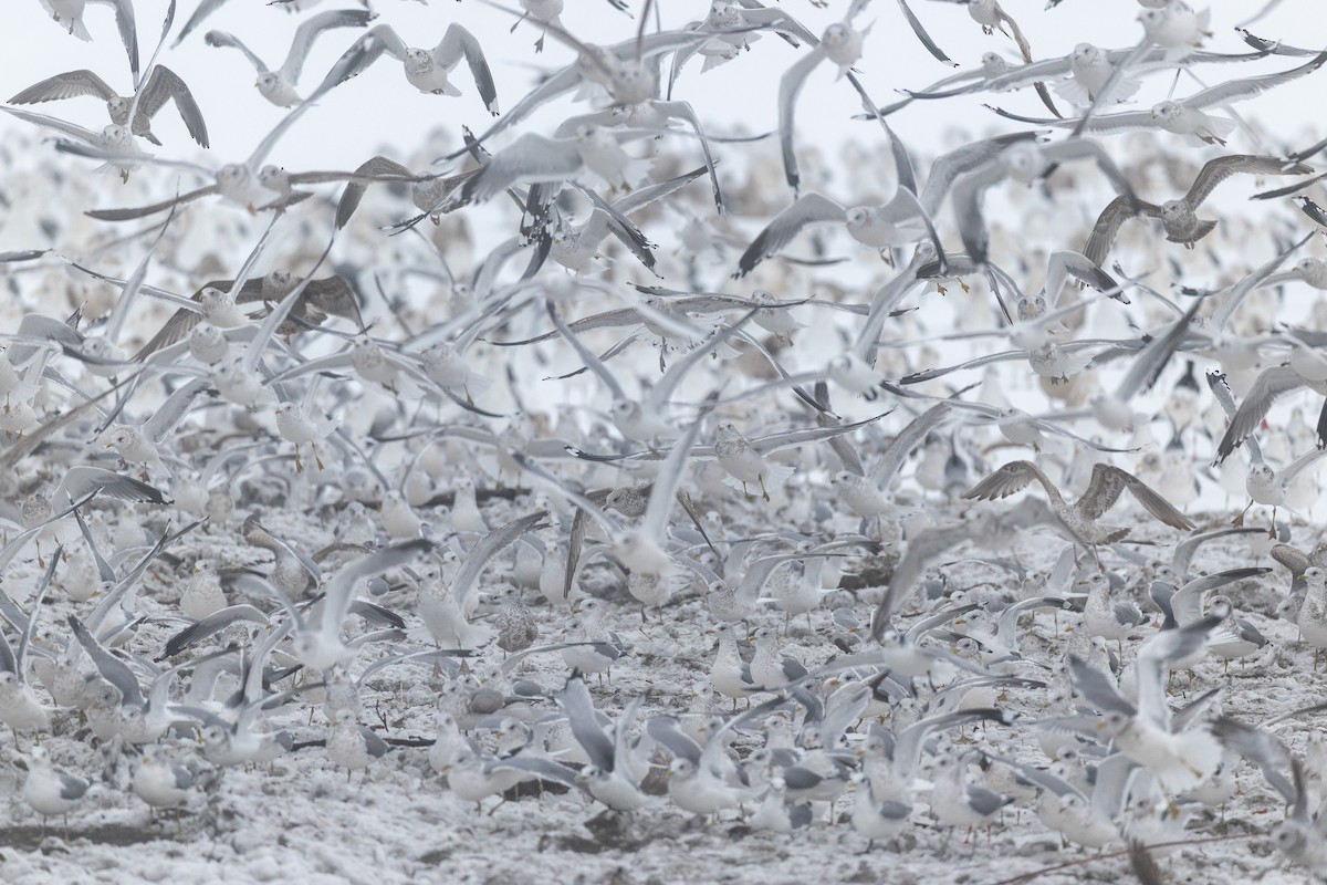 Мартин сивий (підвид kamtschatschensis) - ML646962144