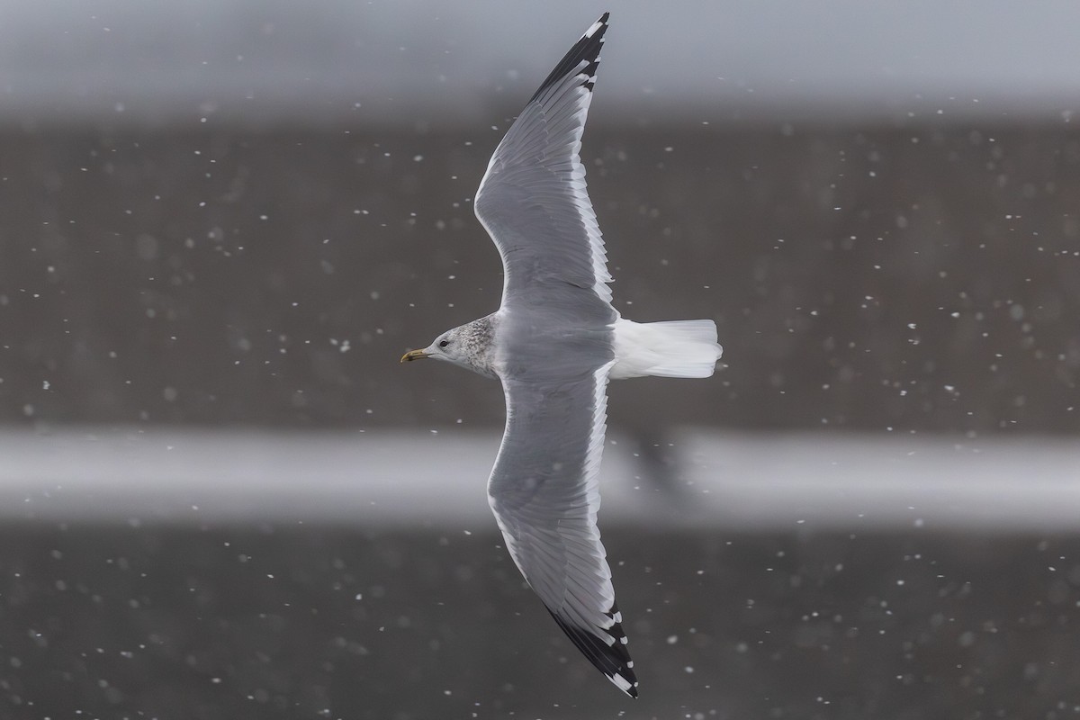 Мартин сивий (підвид kamtschatschensis) - ML646962145