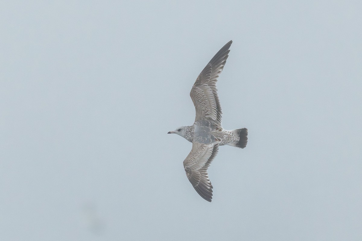 Мартин сивий (підвид kamtschatschensis) - ML646962146