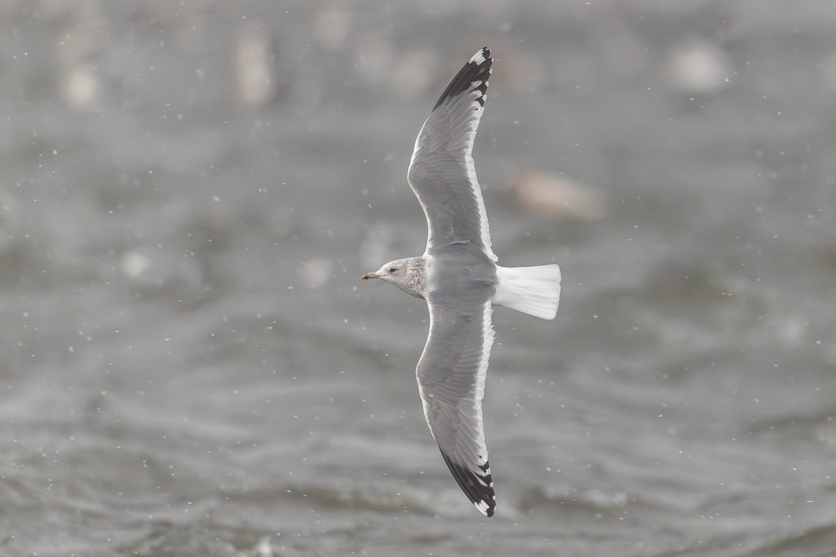 Мартин сивий (підвид kamtschatschensis) - ML646962147