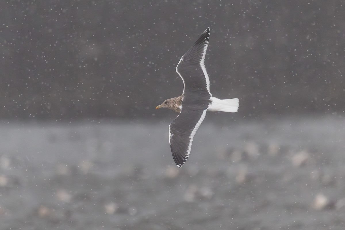 Slaty-backed Gull - ML646962151