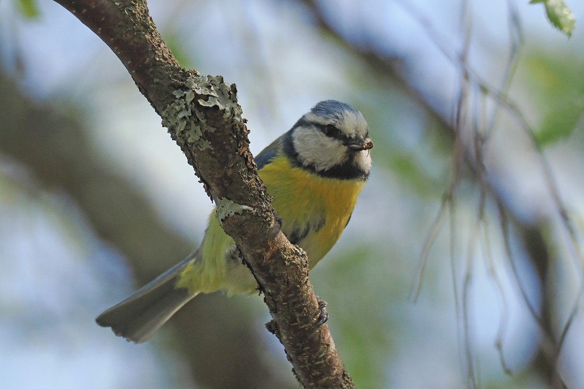 Eurasian Blue Tit - ML646962155