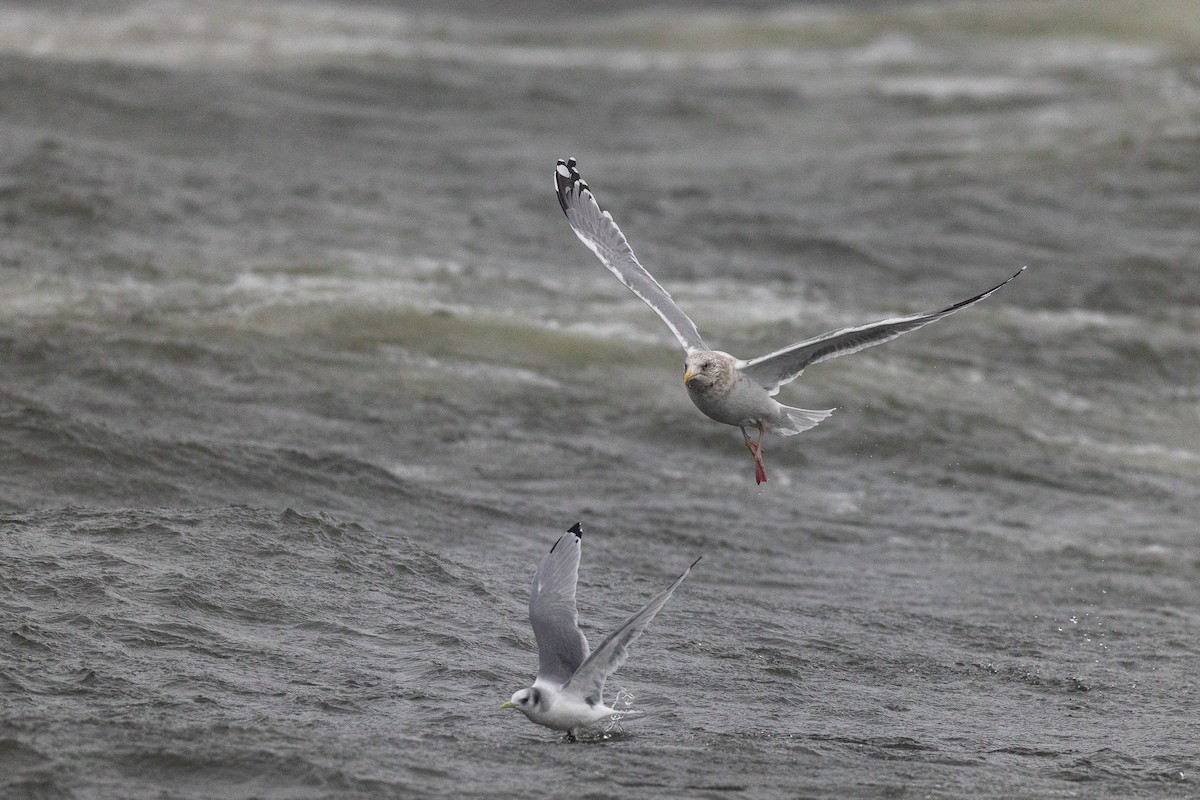 Мартин азійський - ML646962156