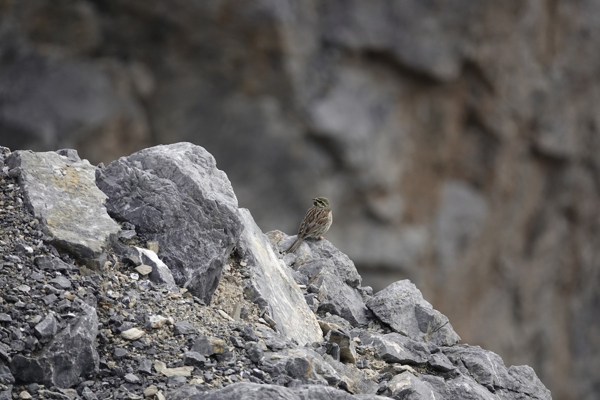 Cirl Bunting - ML646962157