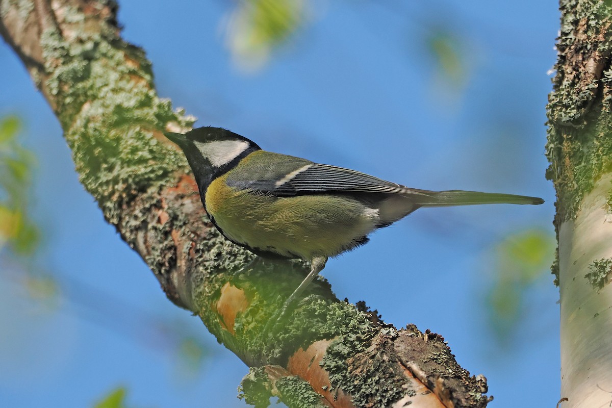 Great Tit - ML646962159