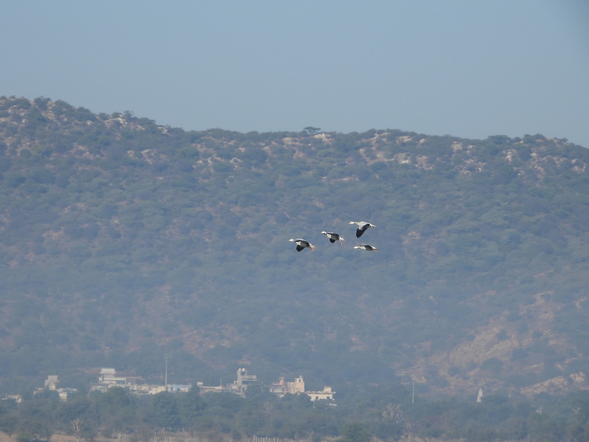 Bar-headed Goose - ML646962160