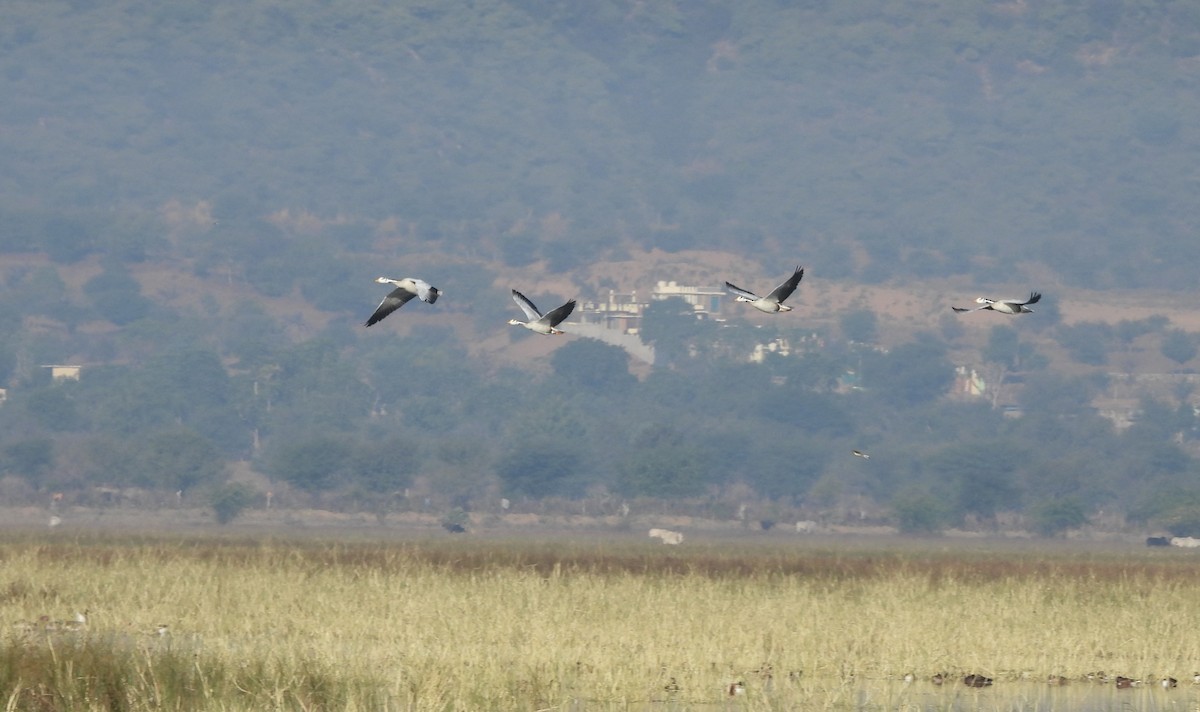 Bar-headed Goose - ML646962161