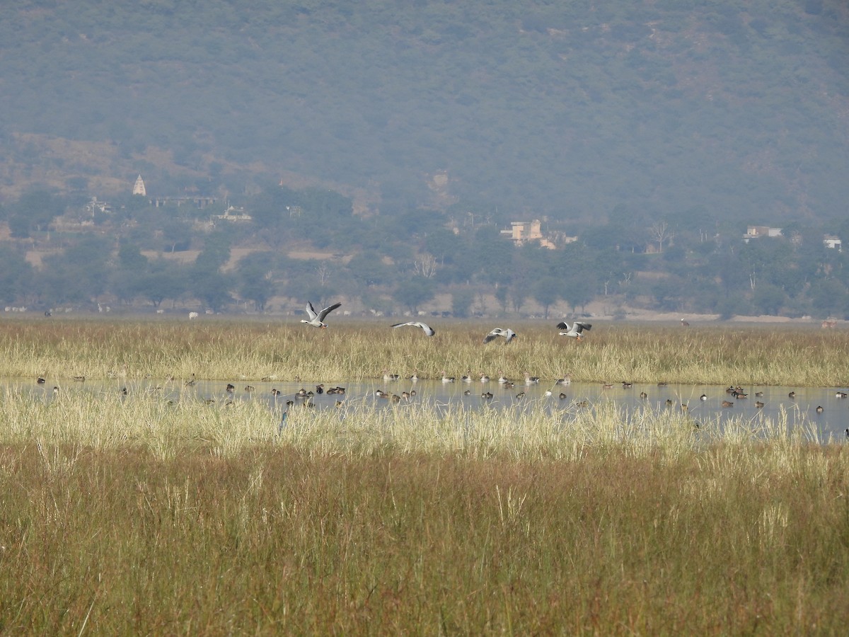 Bar-headed Goose - ML646962162